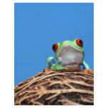red eyed tree frog personalized letterhead
