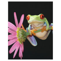 red eyed tree frog letterhead template