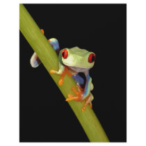 red eyed tree frog letterhead template