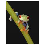 red eyed tree frog letterhead template