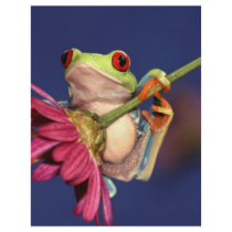 red eyed tree frog custom letterhead