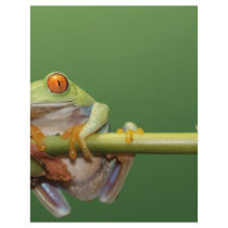 red eyed tree frog letterhead