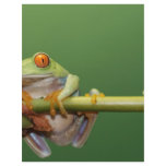 red eyed tree frog letterhead