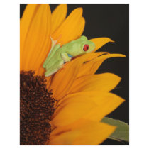red eyed tree frog letterhead