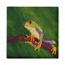 Red Eyed Tree Frog Magnet