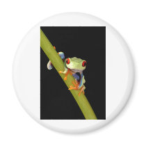 red eyed tree frog fridge magnets