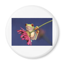 red eyed tree frog fridge magnet