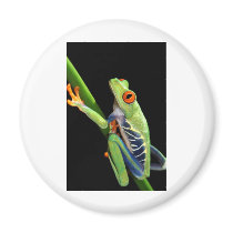 red eyed tree frog fridge magnet