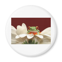 red eyed tree frog magnet