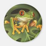 Red Eyed Tree Frog Magnet