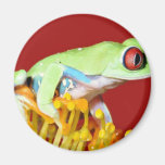 red eyed tree frog magnets