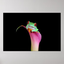 red eyed tree frog on calla flower poster