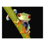 red eyed tree frog personalized announcement