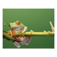 red eyed tree frog personalized announcements