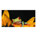 red eyed tree frog photo card