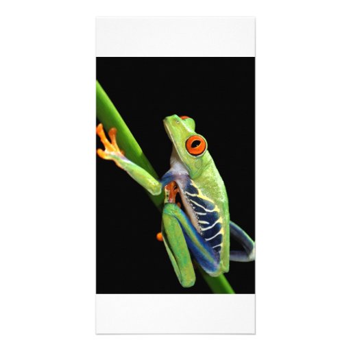 red eyed tree frog photo card