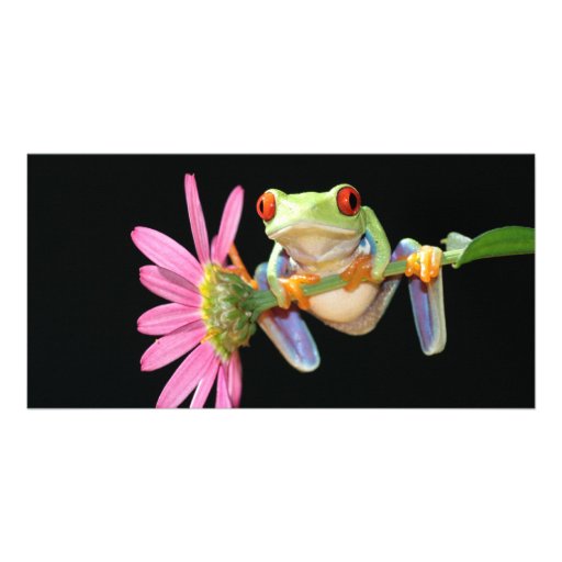 red eyed tree frog photo cards