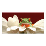 red eyed tree frog photo greeting card