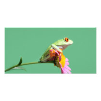red eyed tree frog photo card