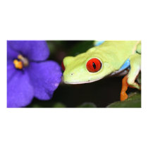 red eyed tree frog photo cards