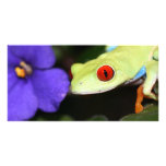 red eyed tree frog photo cards