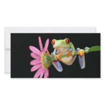 red eyed tree frog photo cards