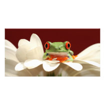 red eyed tree frog personalized photo card