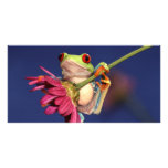 red eyed tree frog customized photo card