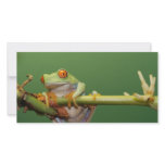 red eyed tree frog photo greeting card
