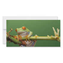 red eyed tree frog photo greeting card