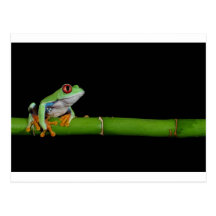 red eyed tree frog post card