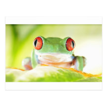 red eyed tree frog post cards