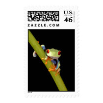 red eyed tree frog stamps