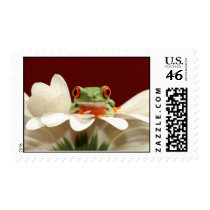 red eyed tree frog postage