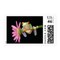 red eyed tree frog stamps