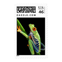 red eyed tree frog postage stamp