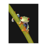red eyed tree frog postcards