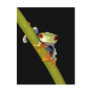 red eyed tree frog postcards