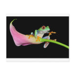 red eyed tree frog postcard