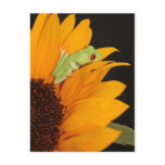 red eyed tree frog postcard
