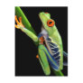 red eyed tree frog postcards