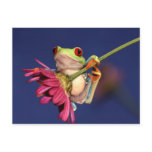 red eyed tree frog postcards