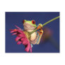 red eyed tree frog postcards