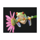 red eyed tree frog post cards