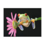 red eyed tree frog post cards