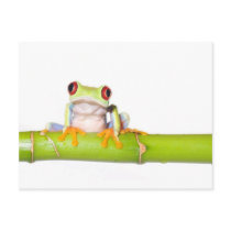 red eyed tree frog postcard
