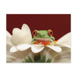 red eyed tree frog post card