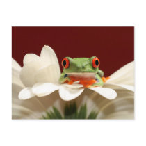 red eyed tree frog post card