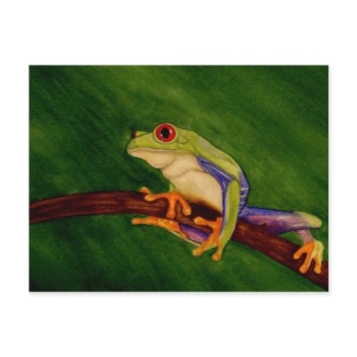 Red Eyed Tree Frog Postcard by Stuwahacreations