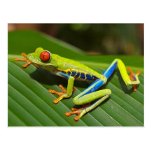 Red Eyed Tree Frog Postcard